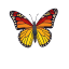 butterfly_64